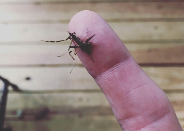 Carolina de Nord, atacată de țânțari de trei ori mai mari decât cei obișnuiți