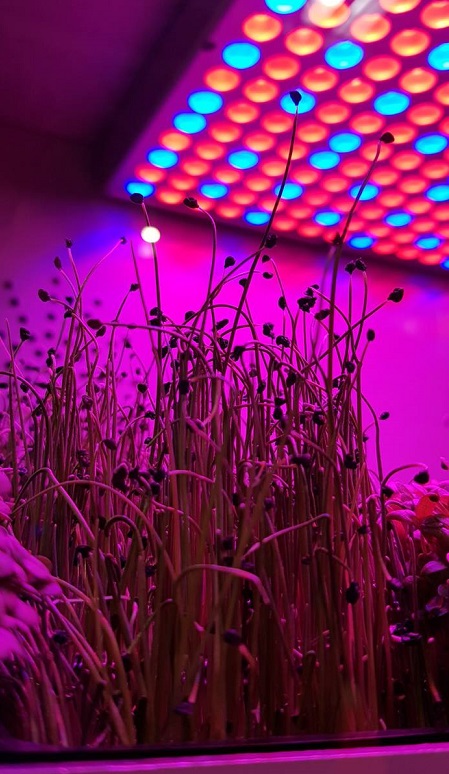 Microsera, grădina automatizată pe care o poți închiria