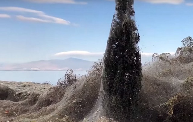 Un kilometru din malurile unui lac din Grecia, acoperite de o pânză de păianjen