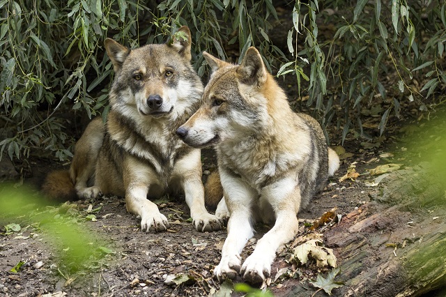 Numărul haitelor de lupi din Germania continuă să crească, la 150 de ani după extincţie