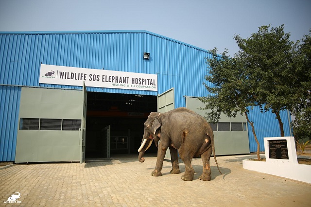 A fost inaugurat primul spital pentru elefanți din India