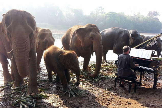 Un artist le cântă muzică la pian elefanților dintr-un sanctuar din Thailanda