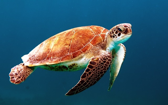 Toate broaștele țestoase marine analizate într-un studiu global aveau plastic în sistemul digestiv
