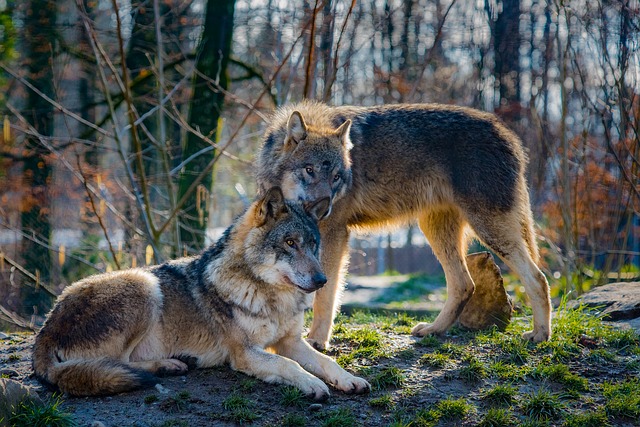 Studiu: haitele de lupi ajută la gestionarea epidemiilor de boli cum ar fi pesta porcină