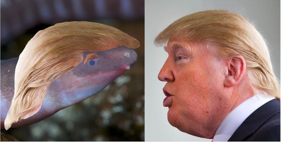Un amfibian recent descoperit, numit după Donald Trump 