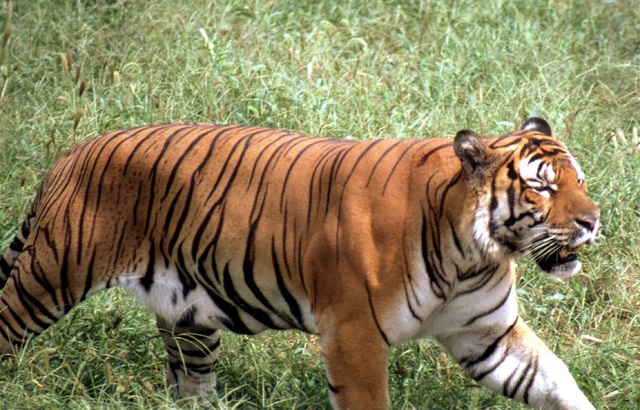 China a trimis în spațiu mostre de ADN ale unui tigru dintr-o specie „tehnic extinctă”
