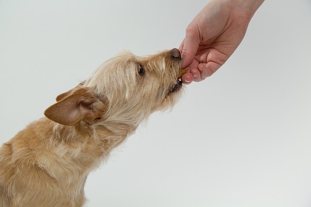 Hrană de câini pe bază de insecte, comercializată în Marea Britanie
