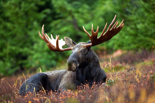 Locuitorii din Alaska au voie să consume elanii care sunt loviți de mașini