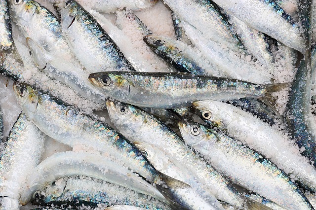 WWF a lansat o aplicaţie care urmăreşte provenienţa alimentelor din peşte