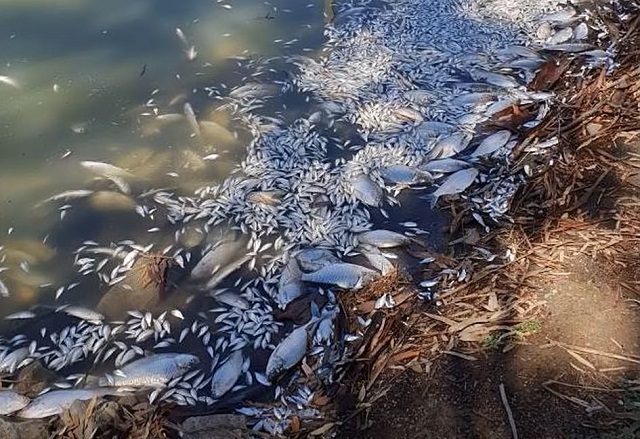 Dezastru ecologic în Australia, sute de mii de pești morți