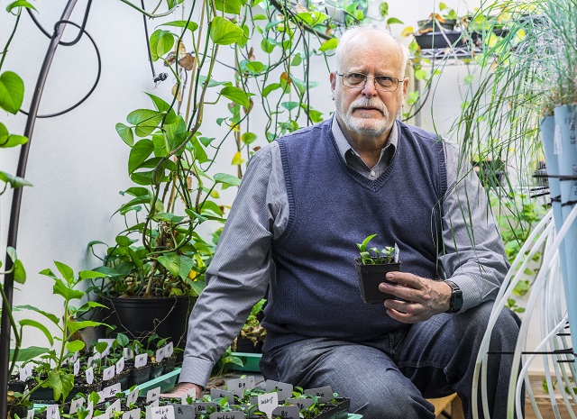 Cercetătorii au inventat o „super plantă” care absoarbe poluanții din case