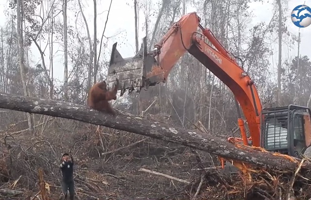 VIDEO. Un urangutan face semne disperate către un buldozer care strică pădurea