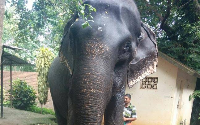 elefantul Dakshayani