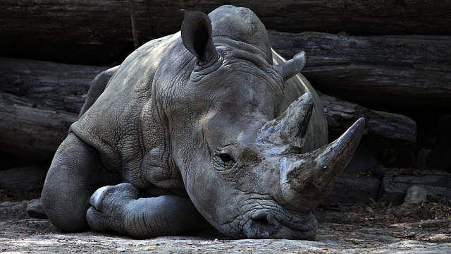 Coarne de rinocer în valoare de 1 milion de dolari, confiscate într-un aeroport din Hong Kong