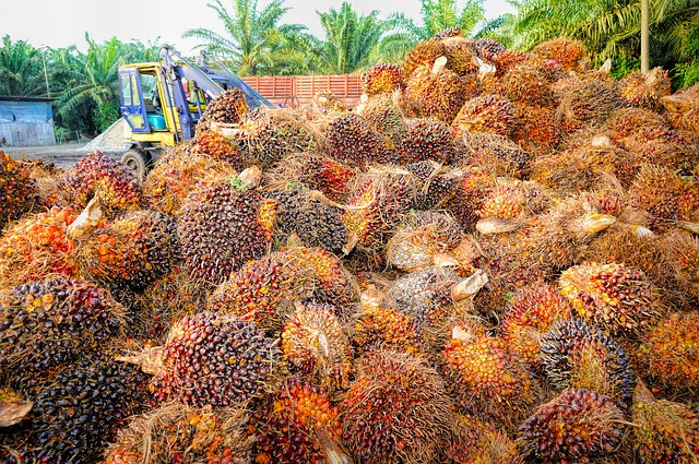 Cele mai utilizate grupe de produse care conțin ulei de palmier