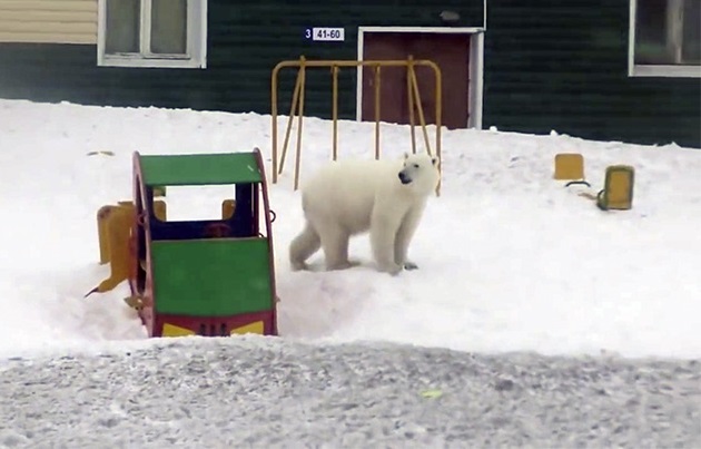 Invazie de urși polari într-o localitate din Rusia, din cauza încălzirii globale