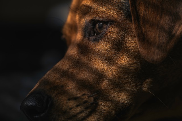 Primarul orașului Seul promite să interzică măcelăriile de câini după ce a văzut un film despre un câine
