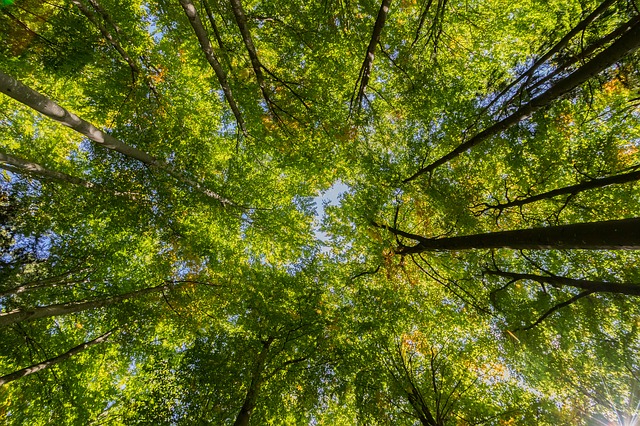 100 de milioane de arbori vor fi plantați în cadrul inițiativei Time for Trees