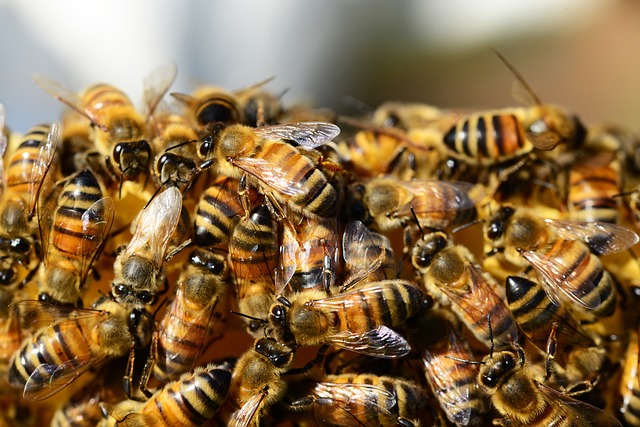 Campanie europeană de strângere a unui milion de semnături, pentru protejarea albinelor
