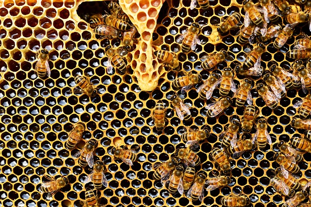 Sute de mii de albine care locuiau pe acoperișul Notre Dame au supraviețuit focului – FOTO şi VIDEO