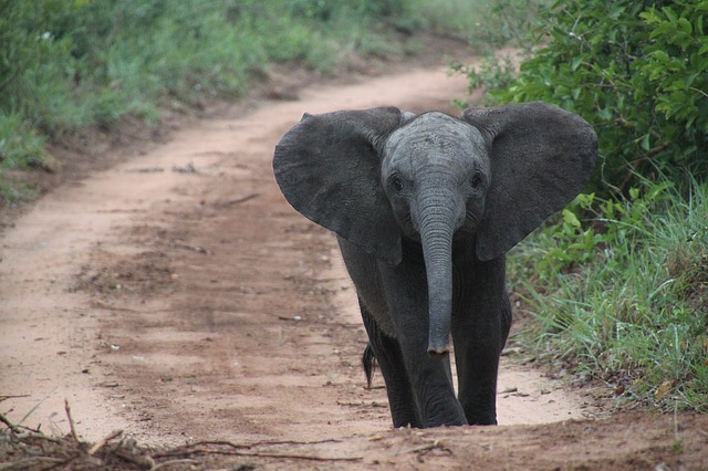 Botswana a ridicat interdicţia privind vânătoarea de elefanţi impusă în 2014
