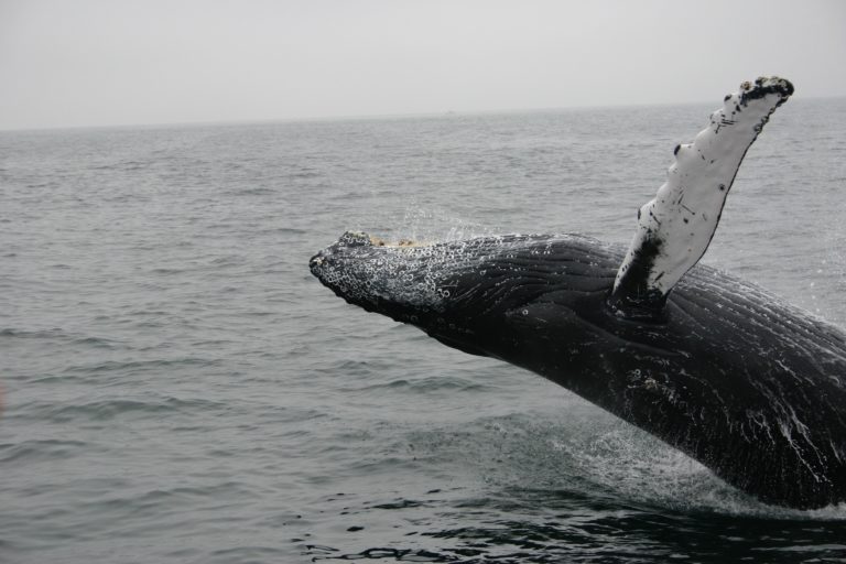 Japonia a reluat vânătoarea comercială de balene pentru prima dată în 30 de ani