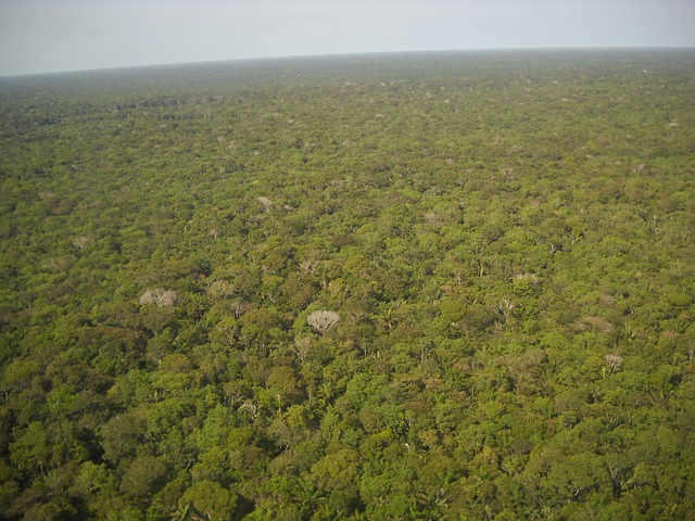 WWF: Semnează petiția pentru protejarea Amazonului