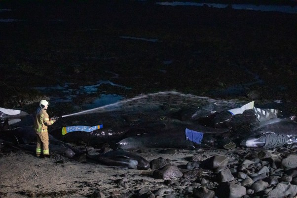 Video. 30 de balene-pilot -salvate, după ce peste 50 au eșuat pe un țărm din Islanda