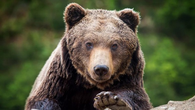 Expert în carnivore mari: OUG privind extragerea urșilor e greu de pus în aplicare. Trebuie reduse conflictele om-urs