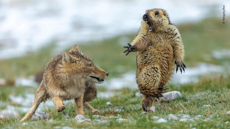 O fotografie cu întâlnirea dintre o vulpe și o marmotă, câștigătoare la Wildlife Photographer of the Year 2019