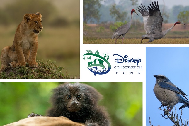 Fondul de Conservare Disney a acordat șase milioane de dolari pentru protejarea mediului