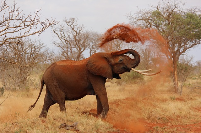 Peste 100 de elefanţi au murit din cauza secetei şi anthraxului în Botswana şi alţi 55 în Zimbabwe