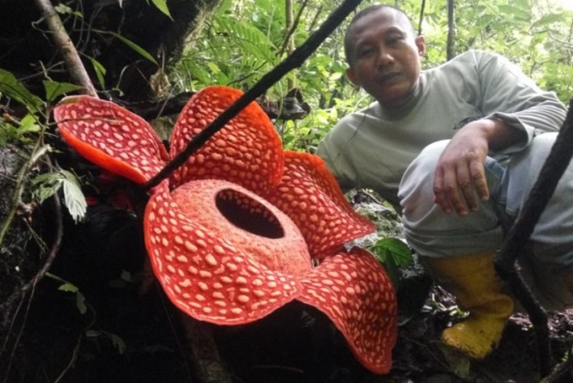 O floare uriaşă, cu diametrul de peste un metru, a fost descoperită în Sumatra