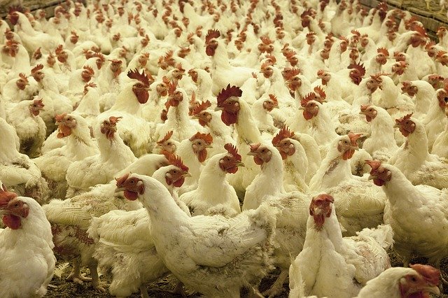 Lanțurile de supermarketuri din România, lipsite de interes față de bunăstarea găinilor din ferme și sănătatea publică – RAPORT