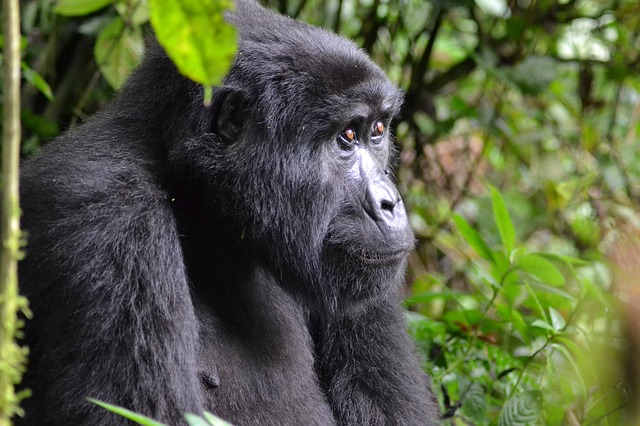 Gorilele de munte, aflate pe cale de dispariție, sunt amenințate de Covid19