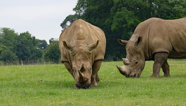 O veste bună: populația de rinoceri negri începe să se refacă