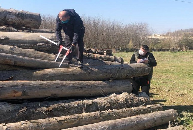 Greenpeace România: Nu ne ajută dacă facem controale de lemne la intrare în oraș