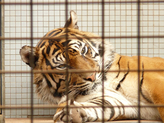 România, pe locul 6 în UE după numărul de tigrii ţinuţi în captivitate