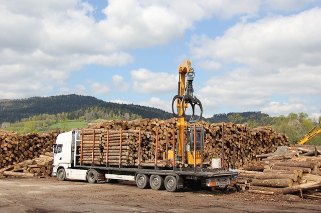 Ministerul Mediului retrage certificatele companiilor care exploatează ilegal lemn