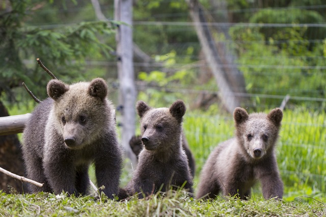 Bearflix, primul serviciu de streaming care ajută ursuleții orfani