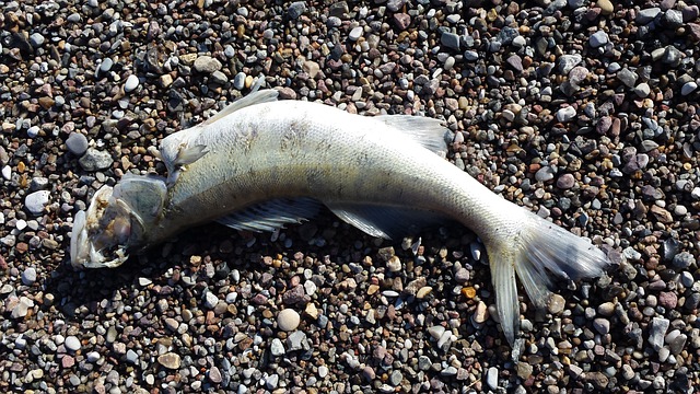 Tone de pește mort într-un lac din Franța, după ce temperatura apei s-a apropiat de 29 grade Celsius