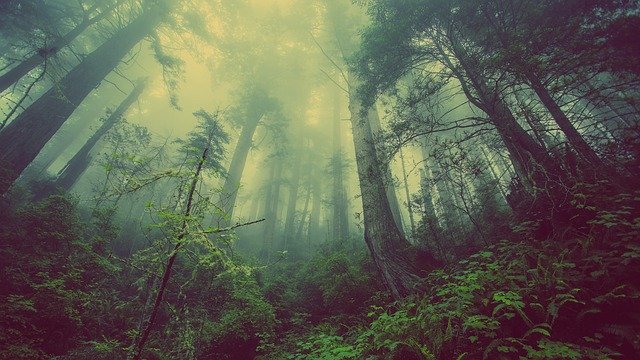 5 lucruri pe care poate nu le știți despre păduri, dar ar trebui