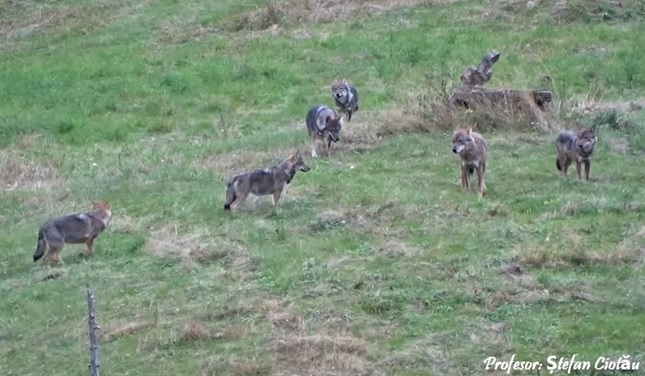 O haită de lupi, surprinsă în județul Neamț