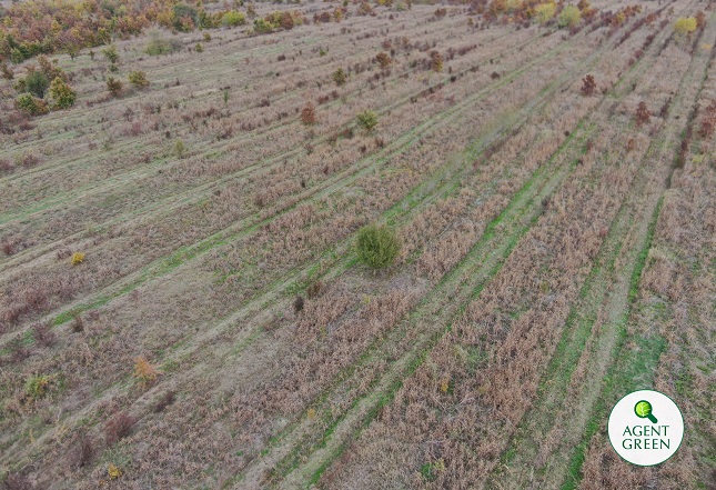 Video. Agent Green: Plantări fictive în Ialomița, cea mai despădurită zonă a țării