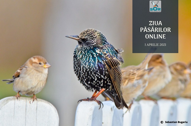 Activități online pe 1 aprilie, de Ziua Păsărilor
