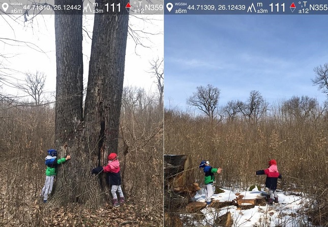 Agent Green: Ultimii arbori seculari din Pădurea Snagov, exploatați luna aceasta