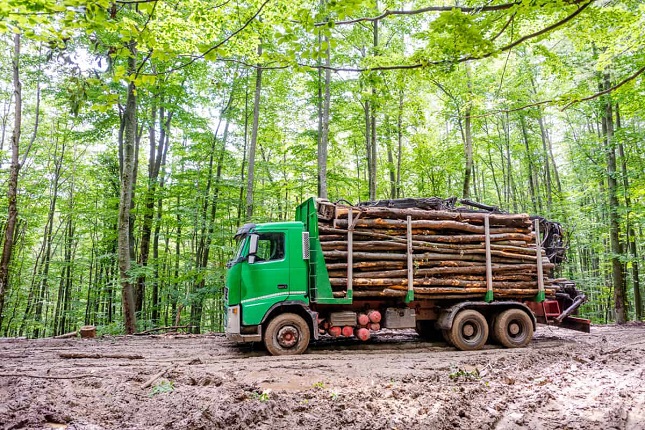 Comerțul ilegal cu lemn și epuizarea resurselor de apă vor fi considerate infracțiuni împotriva mediului