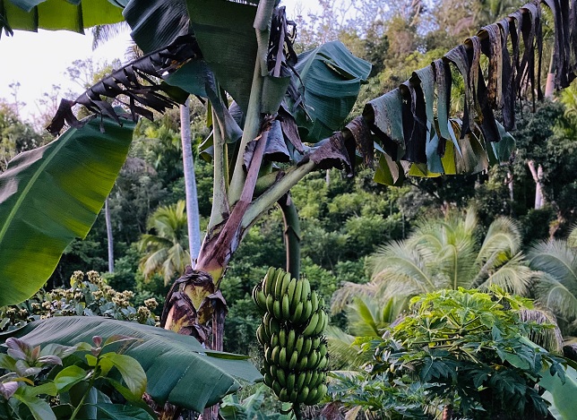 Uganda: Fibra de banană este fibra viitorului