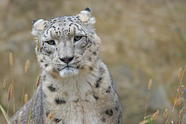 Leopardul de zăpadă și broaștele țestoase uriașe, sub ameninţarea încălzirii globale – studiu