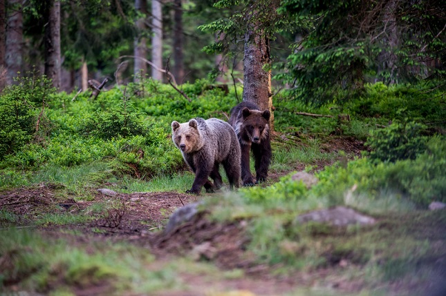 Ministerul Mediului a stabilit cota de intervenție în cazul ursului brun pentru acest an